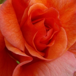 Róże ogrodowe - róże parkowe - pomarańczowy - Rosa  Gypsy Dancer - róża z dyskretnym zapachem - Patrick Dickson - Ładnie rośnie, ma wiele kwiatów o żywych barwach, dekoratywnych kształtach i pięknej koronie.